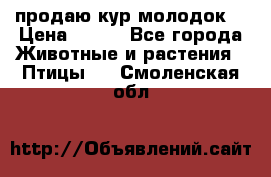 продаю кур молодок. › Цена ­ 320 - Все города Животные и растения » Птицы   . Смоленская обл.